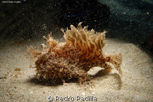 Frog Fish Expedition! Nikon D80 15mm lens + teleconverter... by Pedro Padilla 
